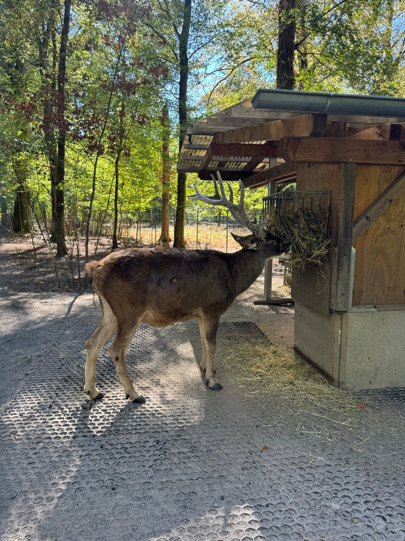 Weißwedelhirsch (Kitz) — Bild 2 von 3