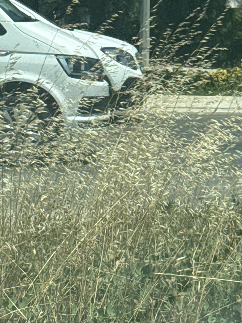 Weiche Trespe — Bild 1