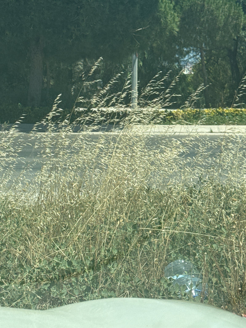Weiche Trespe — Bild 2