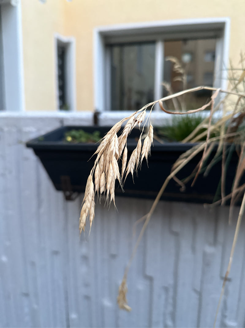Weiche Trespe — Bild 4