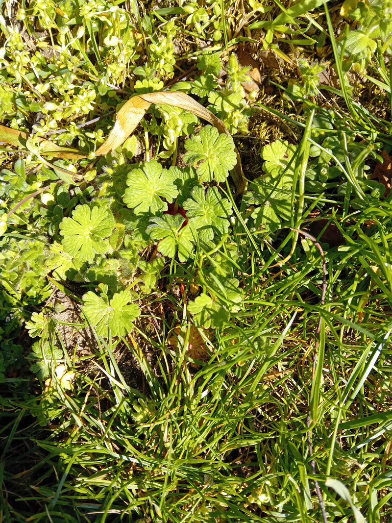Weicher Storchschnabel — Bild 1