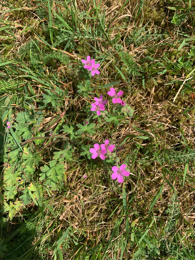 Weicher Storchschnabel — Bild 2
