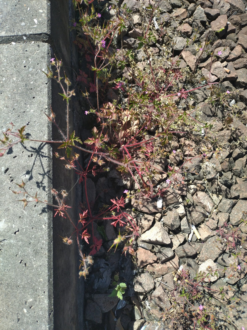 Weicher Storchschnabel — Bild 4