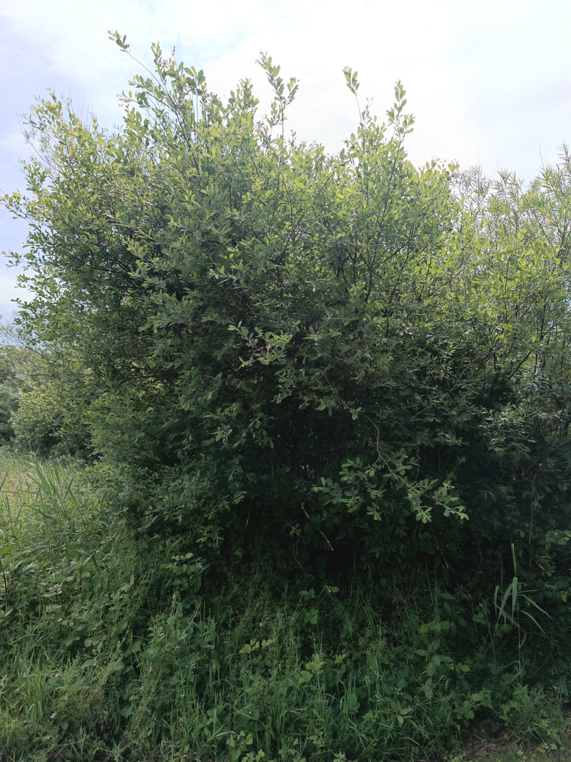 Weide — Bild 1