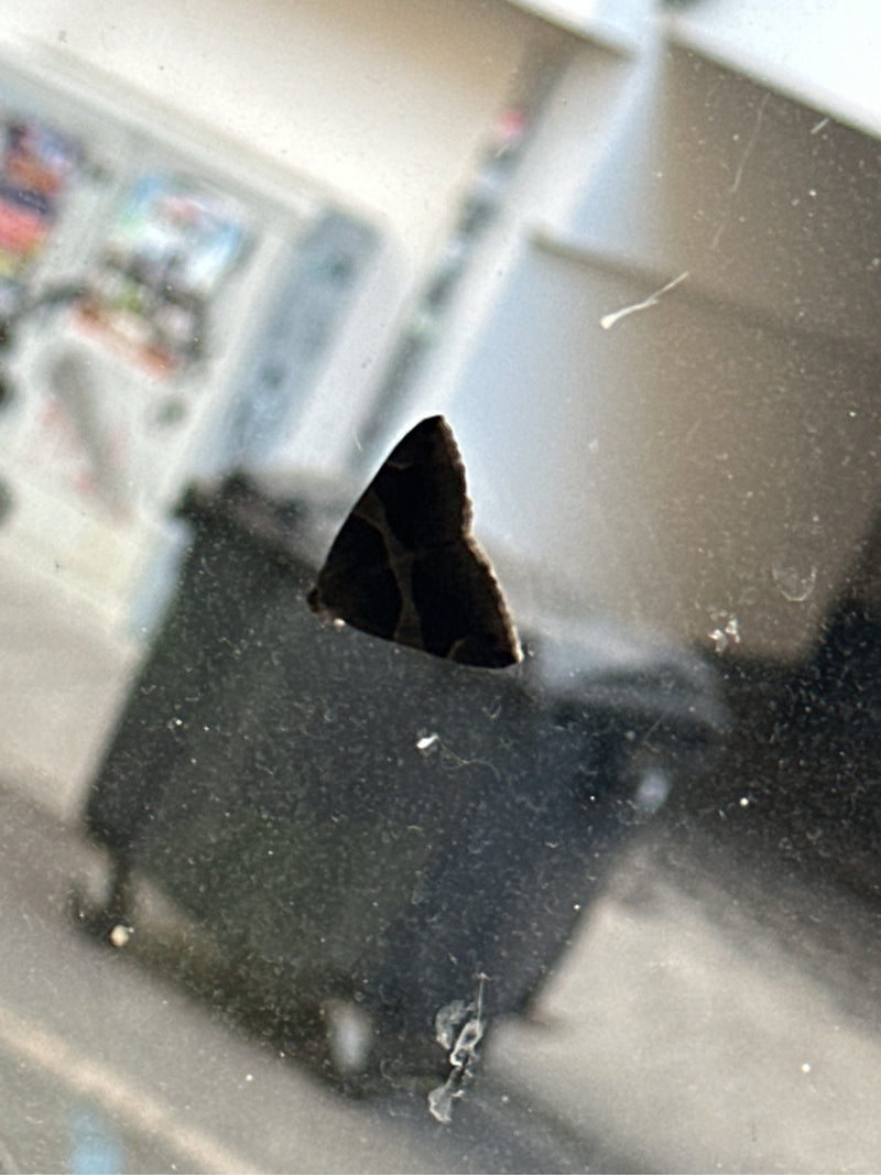 Weiden-Rindenspanner — Bild 1