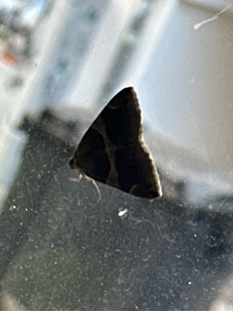 Weiden-Rindenspanner — Bild 2