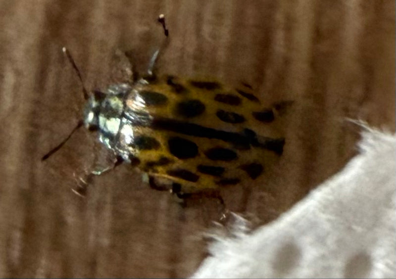 Gefleckter Weidenblattkäfer — Bild 1