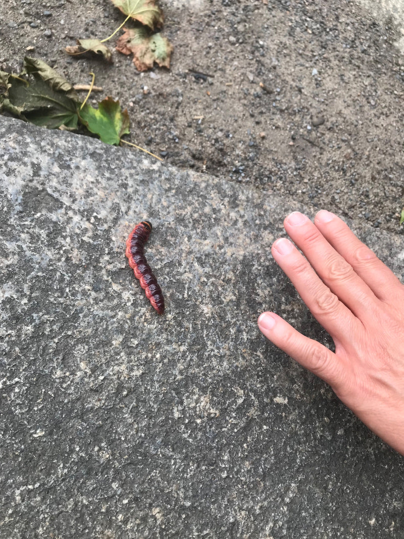 Eine rotbraune Raupe des Weidenbohrers krabbelt auf einem grauen Steinboden. Neben dem Insekt ist zum Größenvergleich eine menschliche Hand zu sehen.