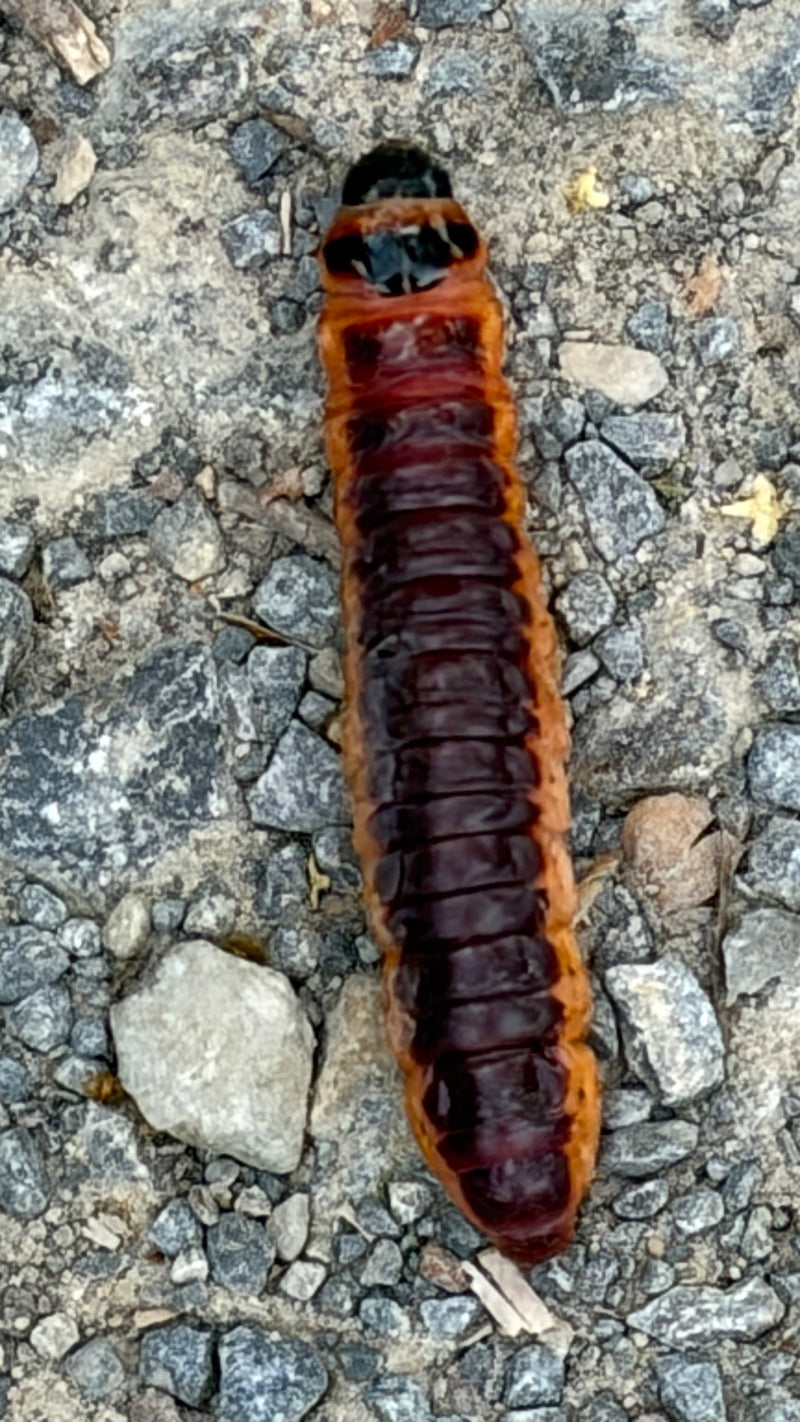 Weidenbohrer — Bild 4