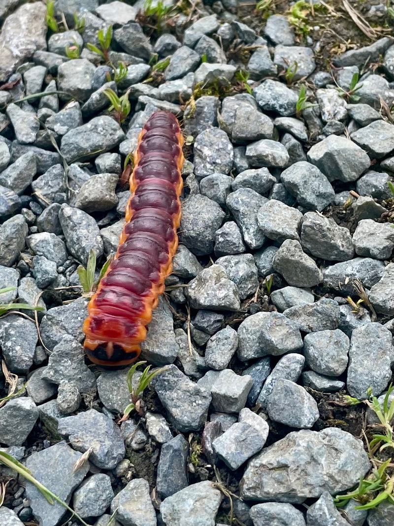 Weidenbohrer — Bild 3