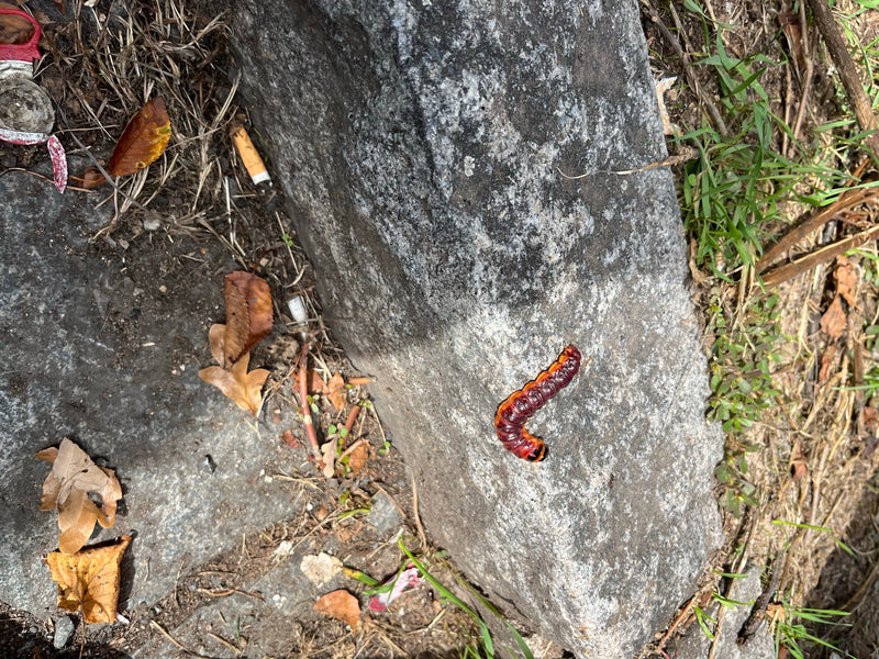 Eine rot-braune Raupe des Weidenbohrers kriecht auf einem grauen Stein im Freien. Neben dem Stein liegen trockenes Laub und Gras.