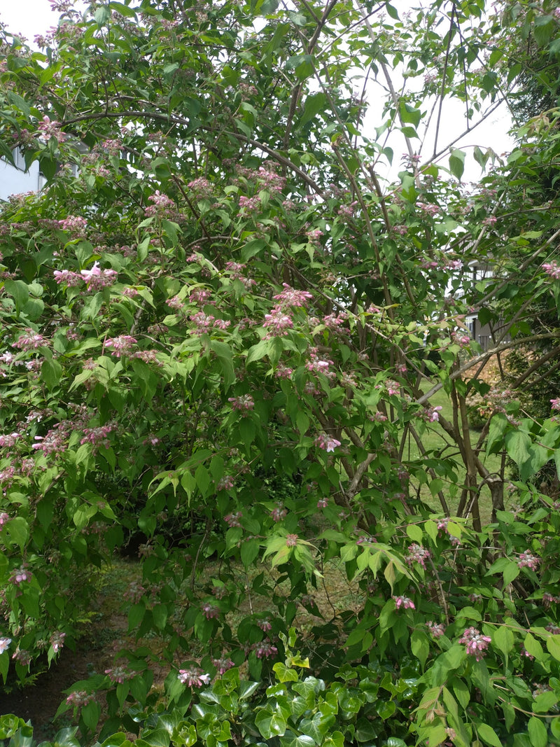 Zu sehen ist ein großer Weigela-Strauch mit zahlreichen grünen Blättern und rosa Blüten.