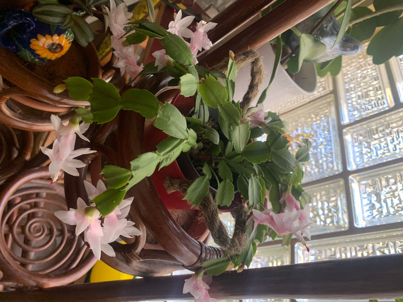 Zu sehen ist ein blühender Weihnachtskaktus in einem Topf auf einem Holzmöbel. Die Pflanze zeigt ihre typischen flachen Glieder und zarte rosa Blüten.