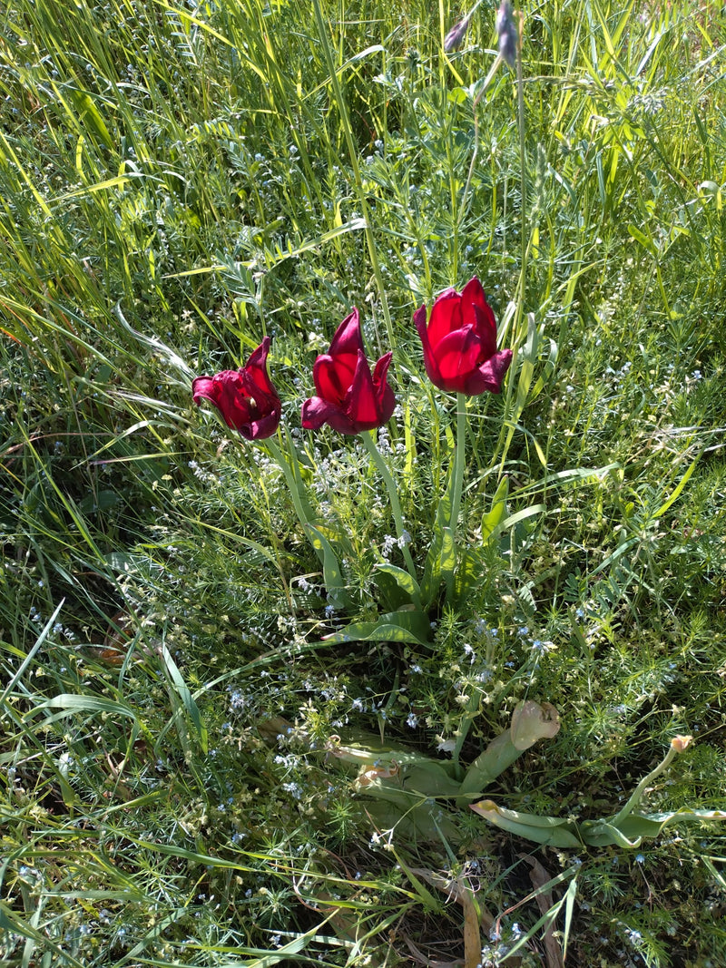 Weinberg-Tulpe — Bild 1