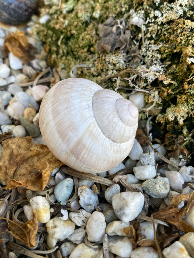 Weinbergschnecke — Bild 2
