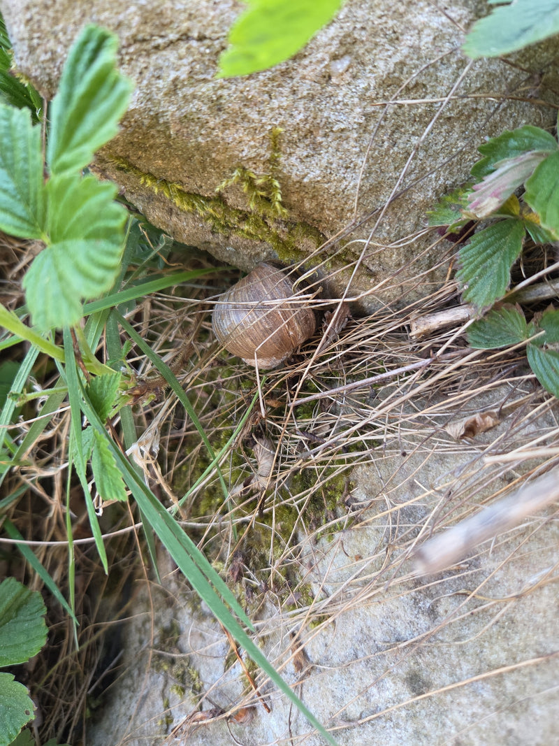 Weinbergschnecke — Bild 3