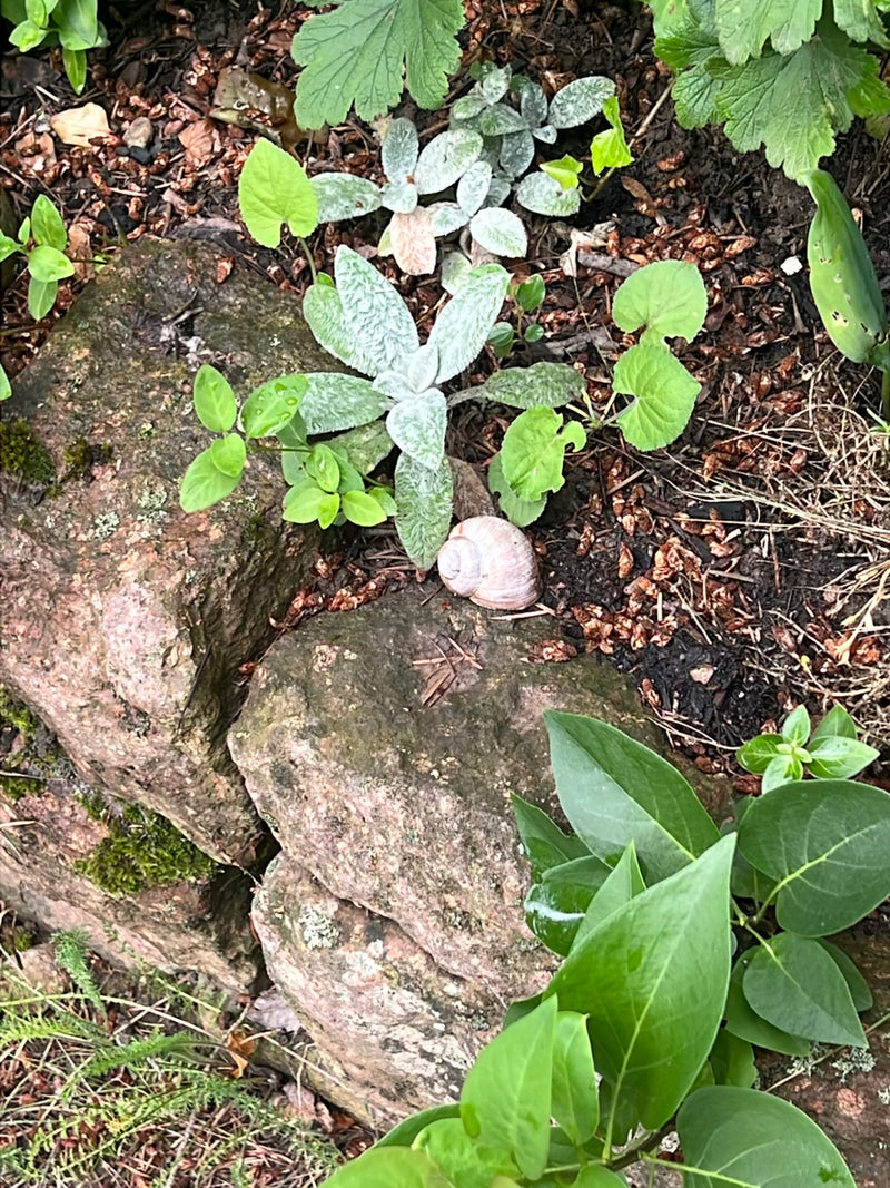 Weinbergschnecke — Bild 3