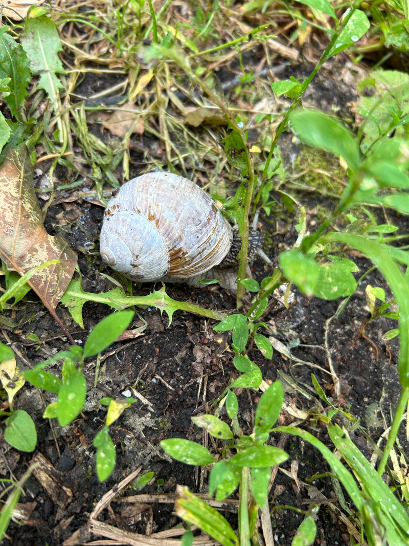 Weinbergschnecke — Bild 1