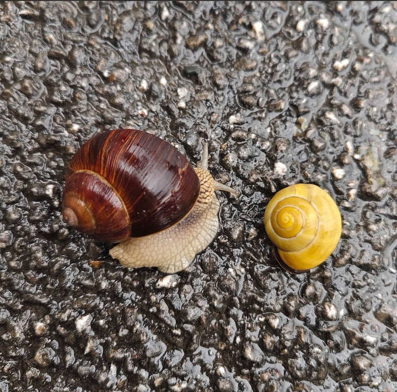 Weinbergschnecke — Bild 5
