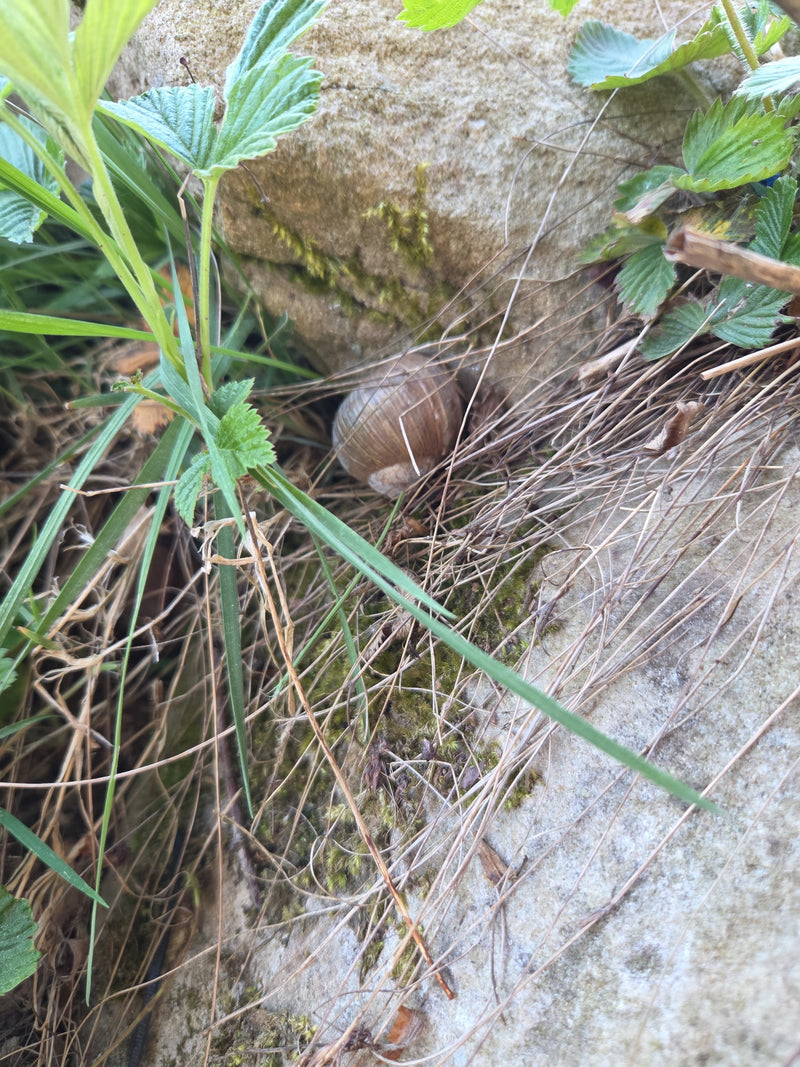Weinbergschnecke — Bild 4