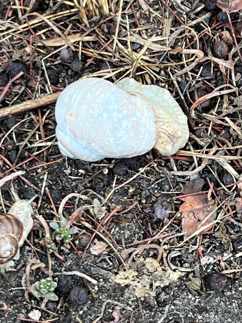 Weinbergschnecke — Bild 1