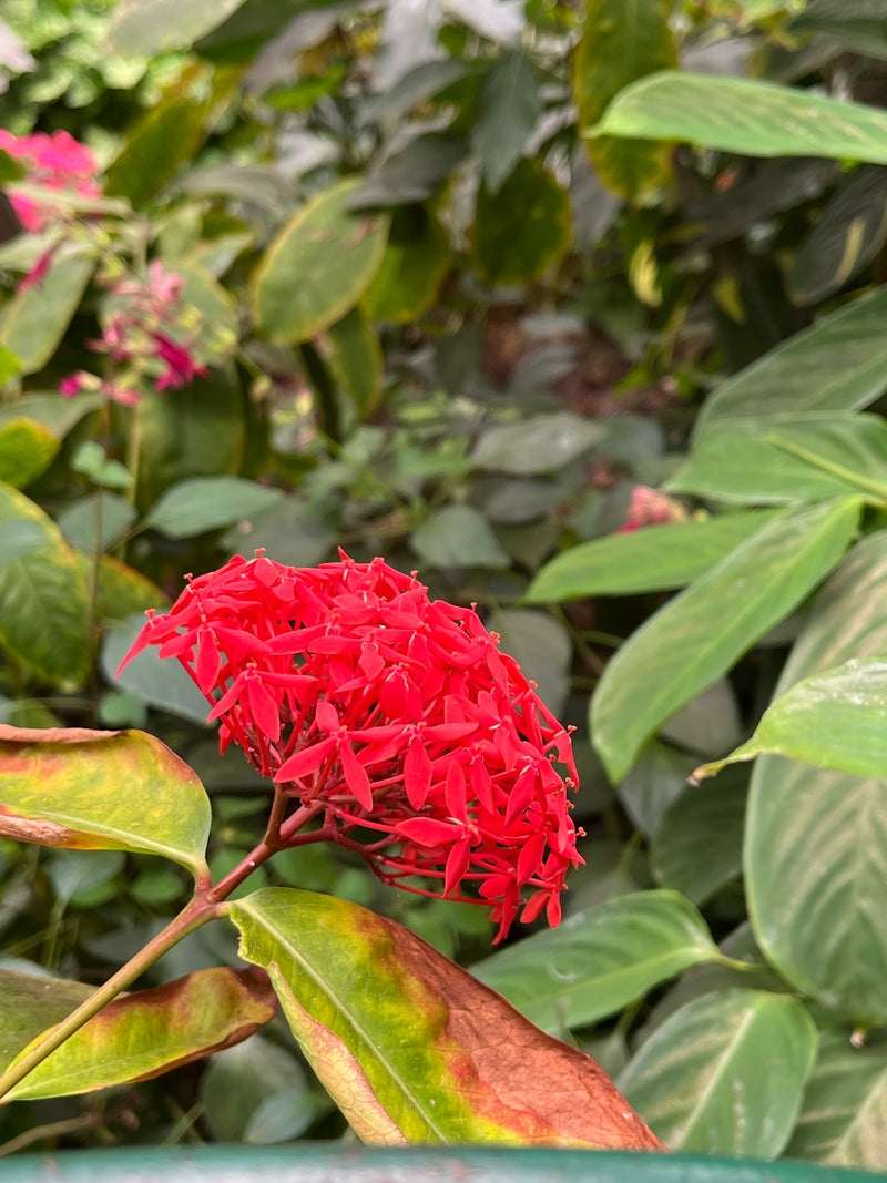 Westindischer Jasmin — Bild 1