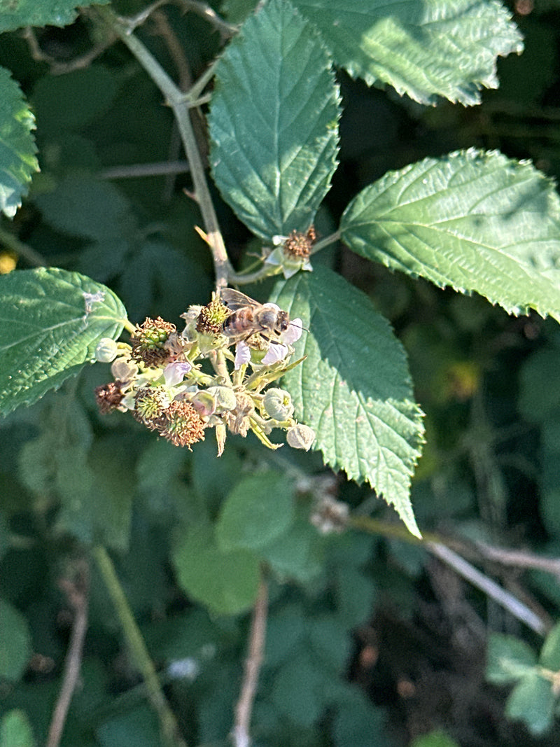 Honigbiene — Bild 3