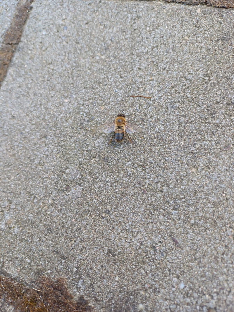 Honigbiene — Bild 4