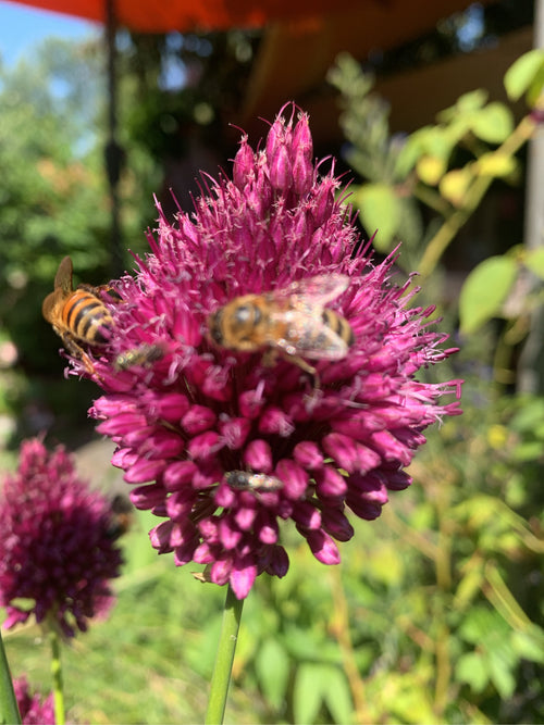 Honigbiene (Apis mellifera) — Zarrentin am Schaalsee, 12.07.2026