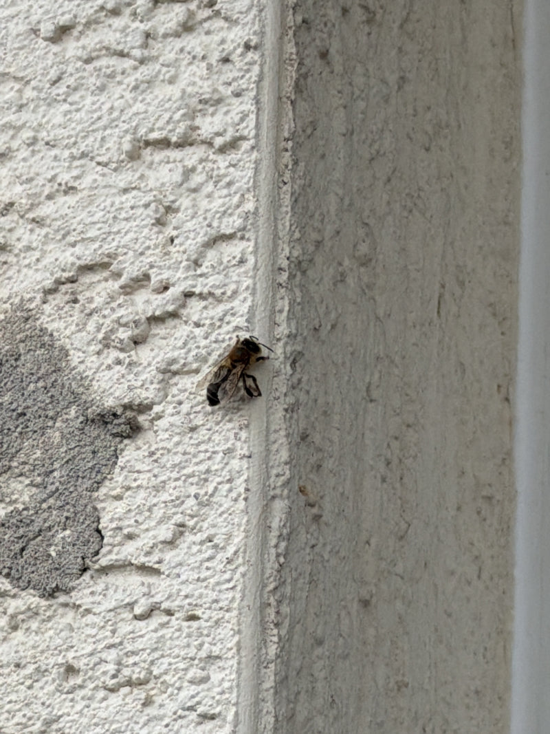 Honigbiene — Bild 2