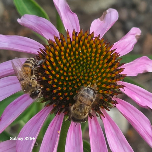 Honigbiene (Apis mellifera) — Waldstetten, 03.08.2026