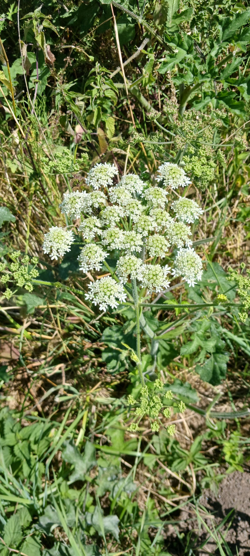 Wiesen-Bärenklau — Bild 2