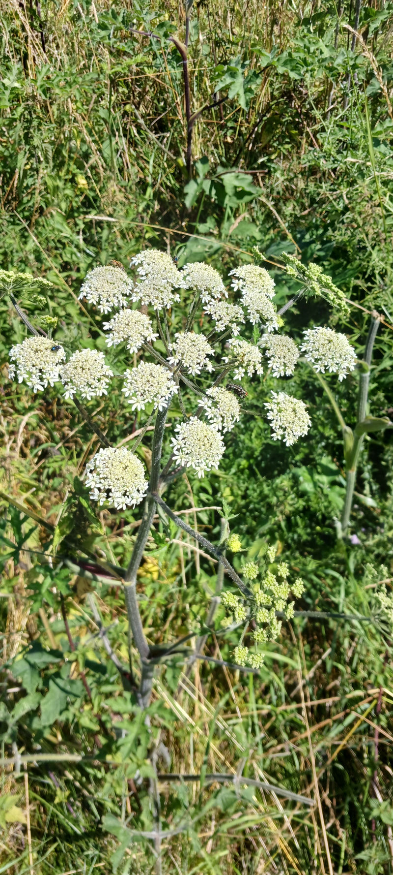 Wiesen-Bärenklau — Bild 1
