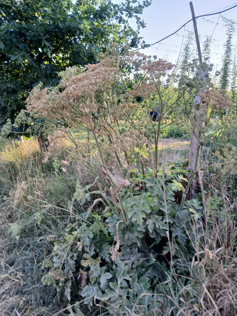 Wiesen-Bärenklau — Bild 5