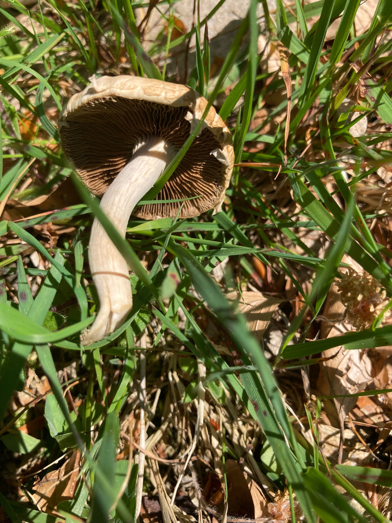 Der Wiesen-Champignon ist ein bekannter Speisepilz, der auf nährstoffreichen Wiesen und Weiden wächst. Er zeichnet sich durch seine rosa bis schokoladenbraun...