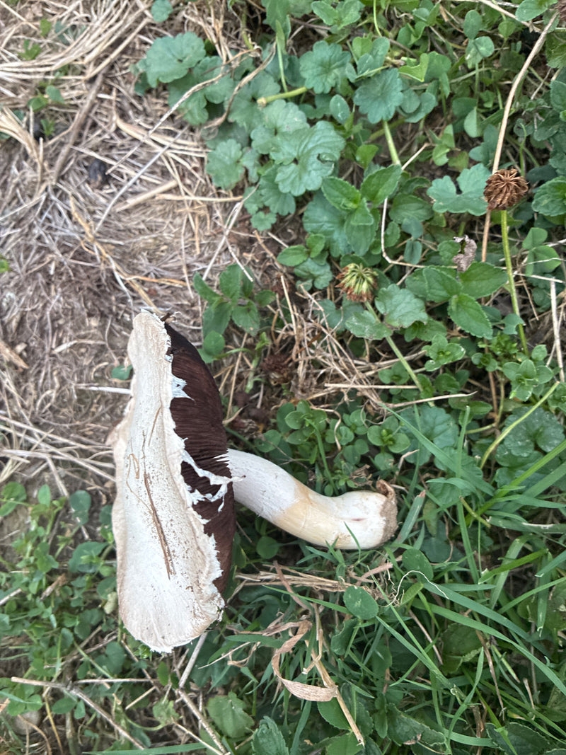 Wiesen-Champignon — Bild 2 von 21