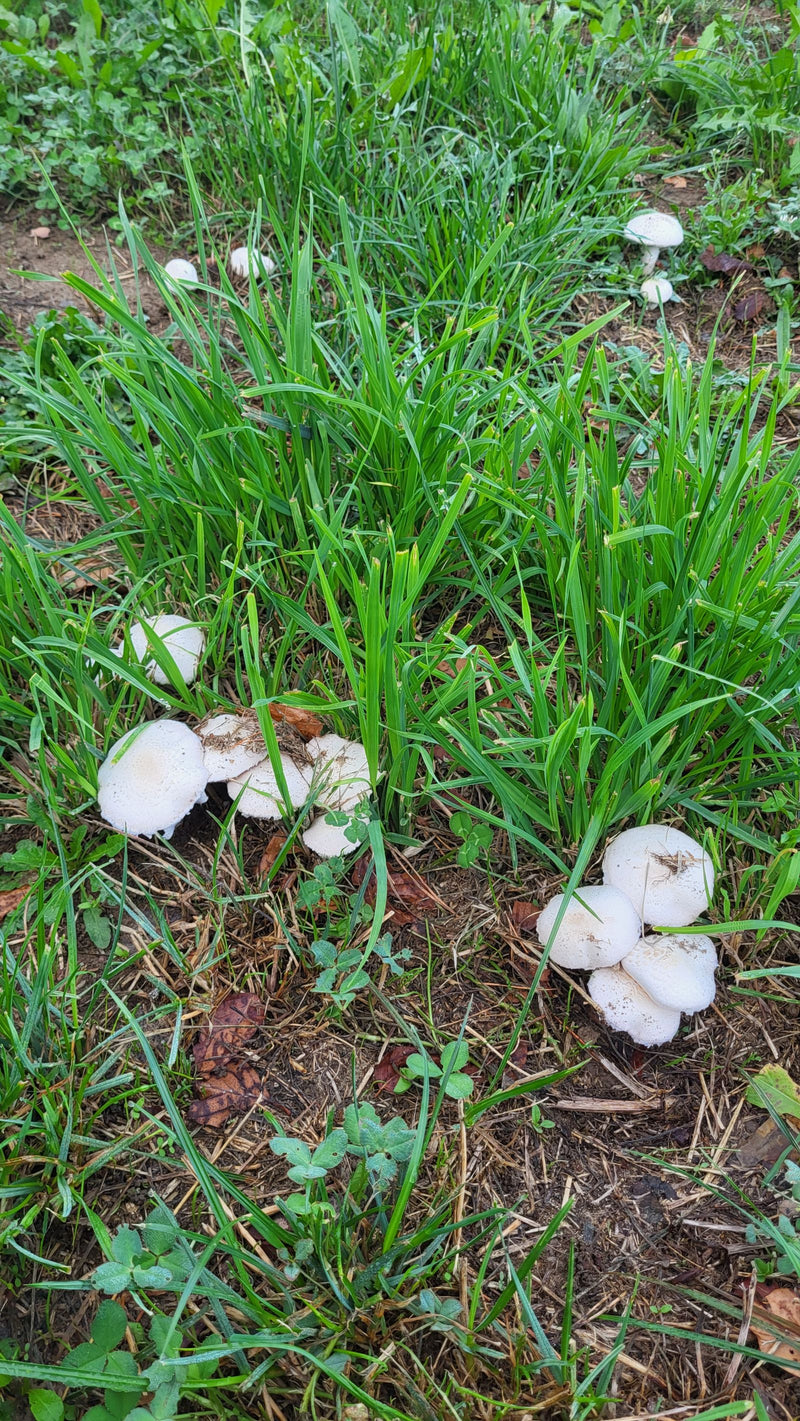 Wiesen-Champignon — Bild 3 von 21