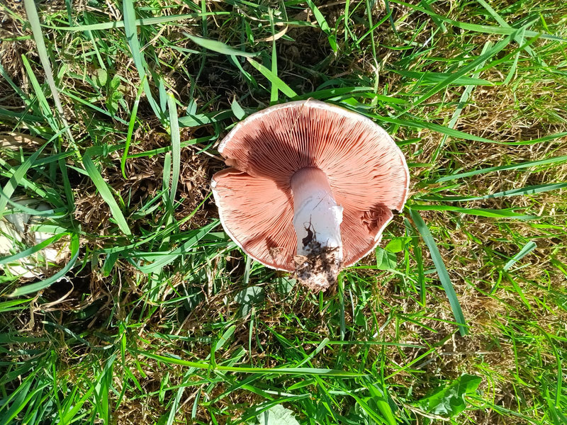 Wiesen-Champignon — Bild 1 von 21