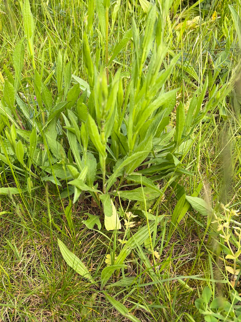 Wiesen-Flockenblume — Bild 4