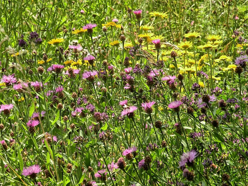 Wiesen-Flockenblume — Bild 2