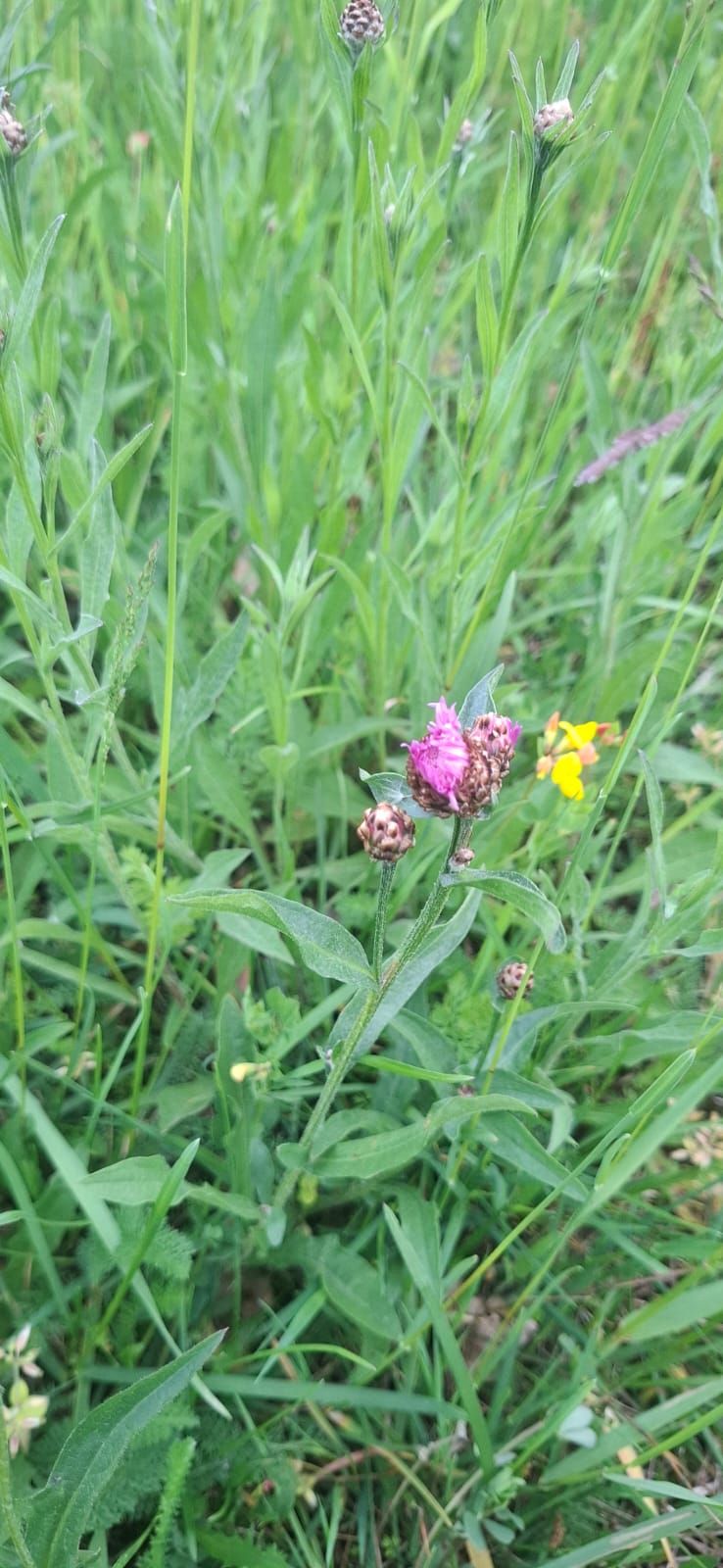 Wiesen-Flockenblume — Bild 5