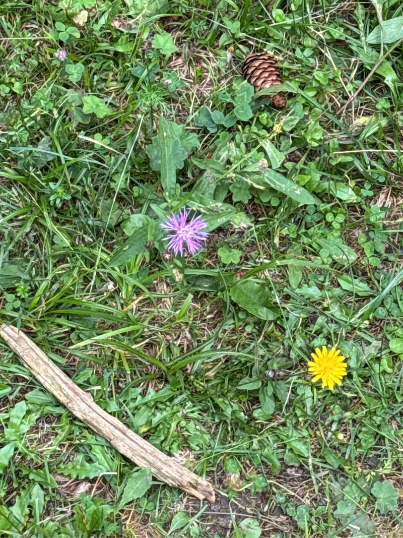 Auf der Aufnahme ist die purpurfarbene Blüte einer Wiesen-Flockenblume zu sehen, die inmitten von grünem Gras und Wiesenkräutern wächst. Neben ihr ist eine g...