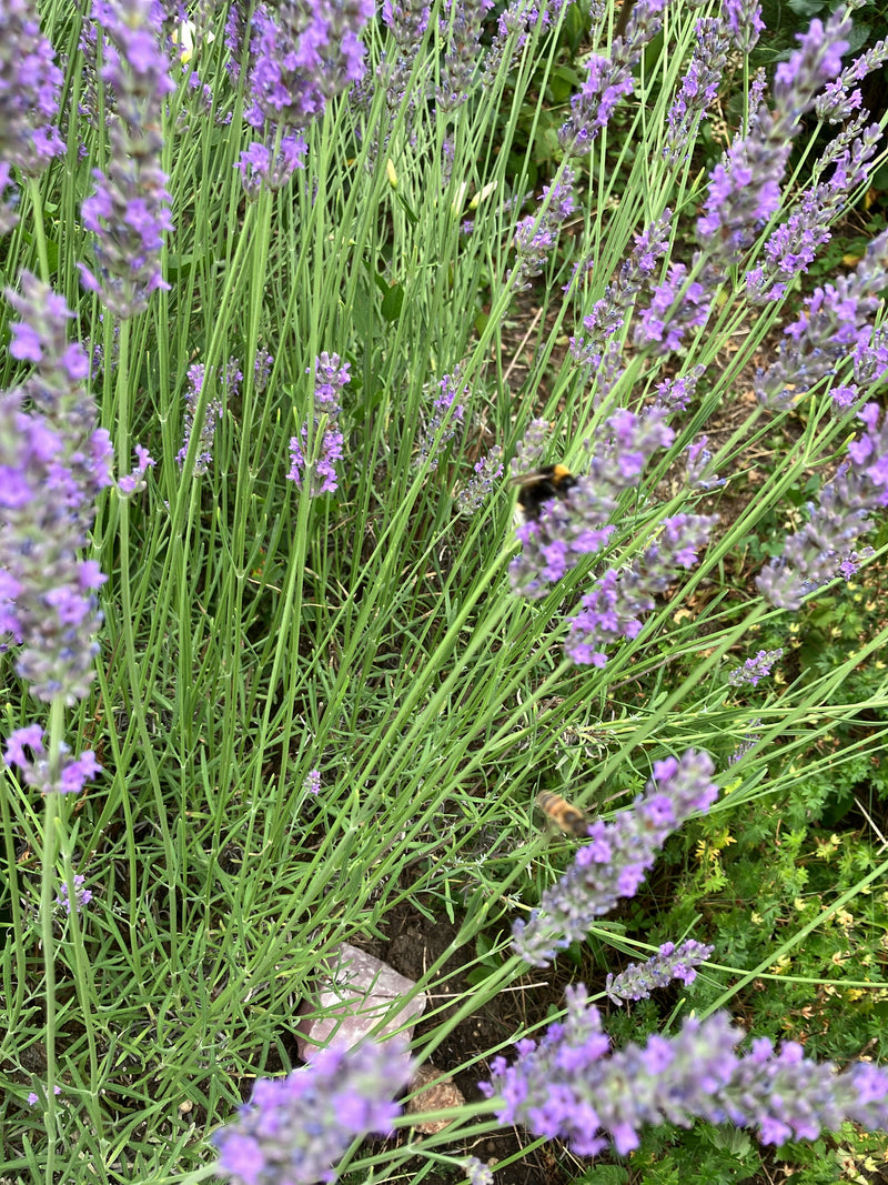 Wiesenhummel — Bild 1