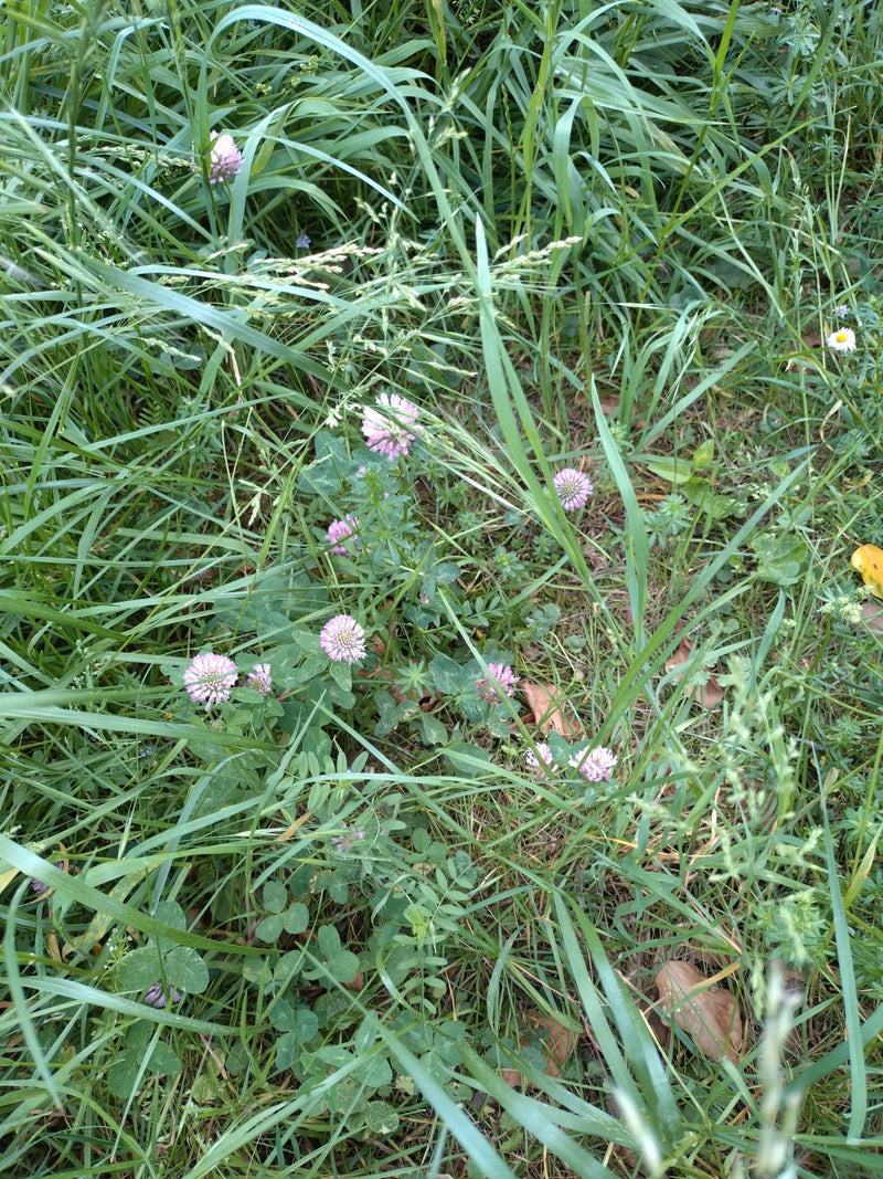 Wiesen-Klee — Bild 2