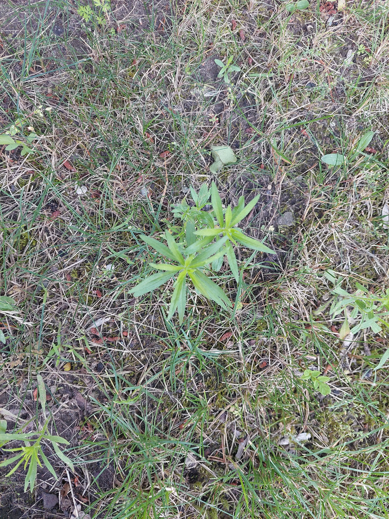 Wiesen-Labkraut — Bild 1