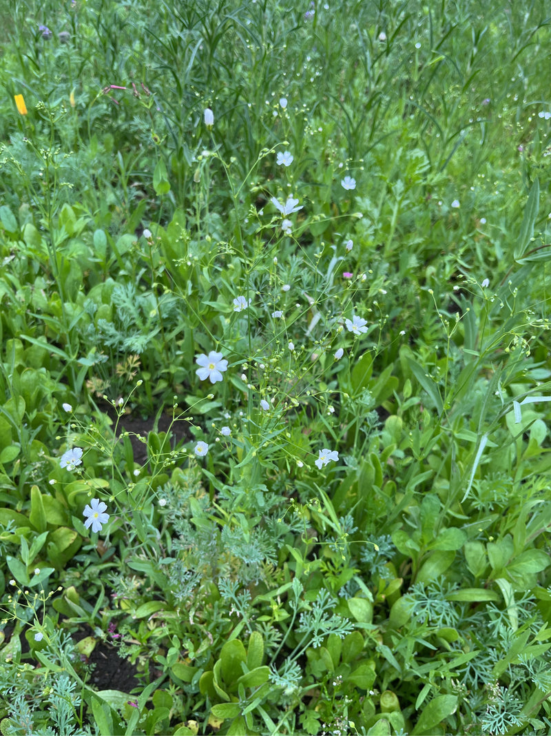 Wiesen-Lein — Bild 1