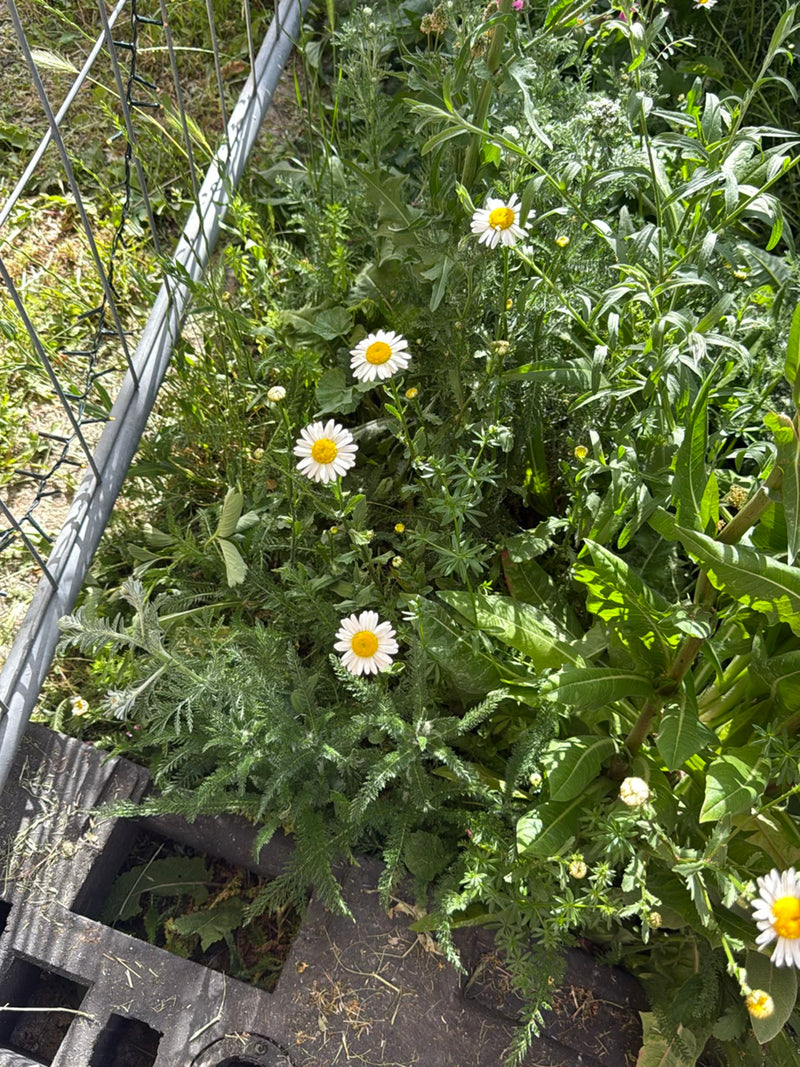 Margeriten — Bild 3