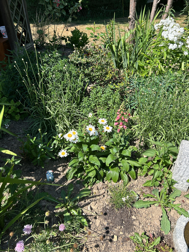 Margeriten — Bild 1