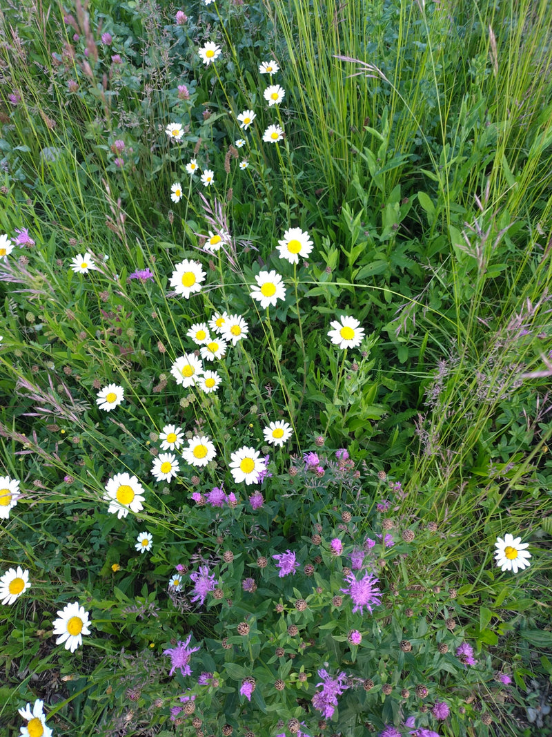 Margeriten — Bild 5