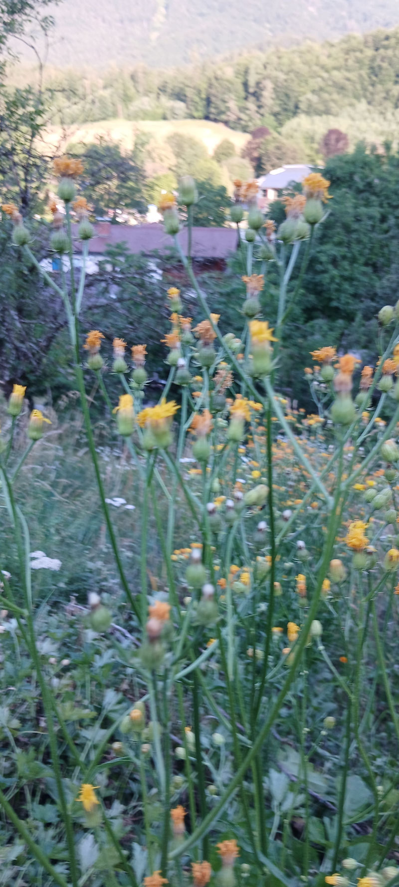 Wiesen-Pippau — Bild 4